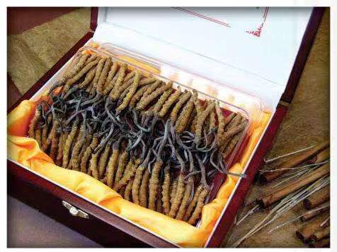 威远冬虫夏草回收